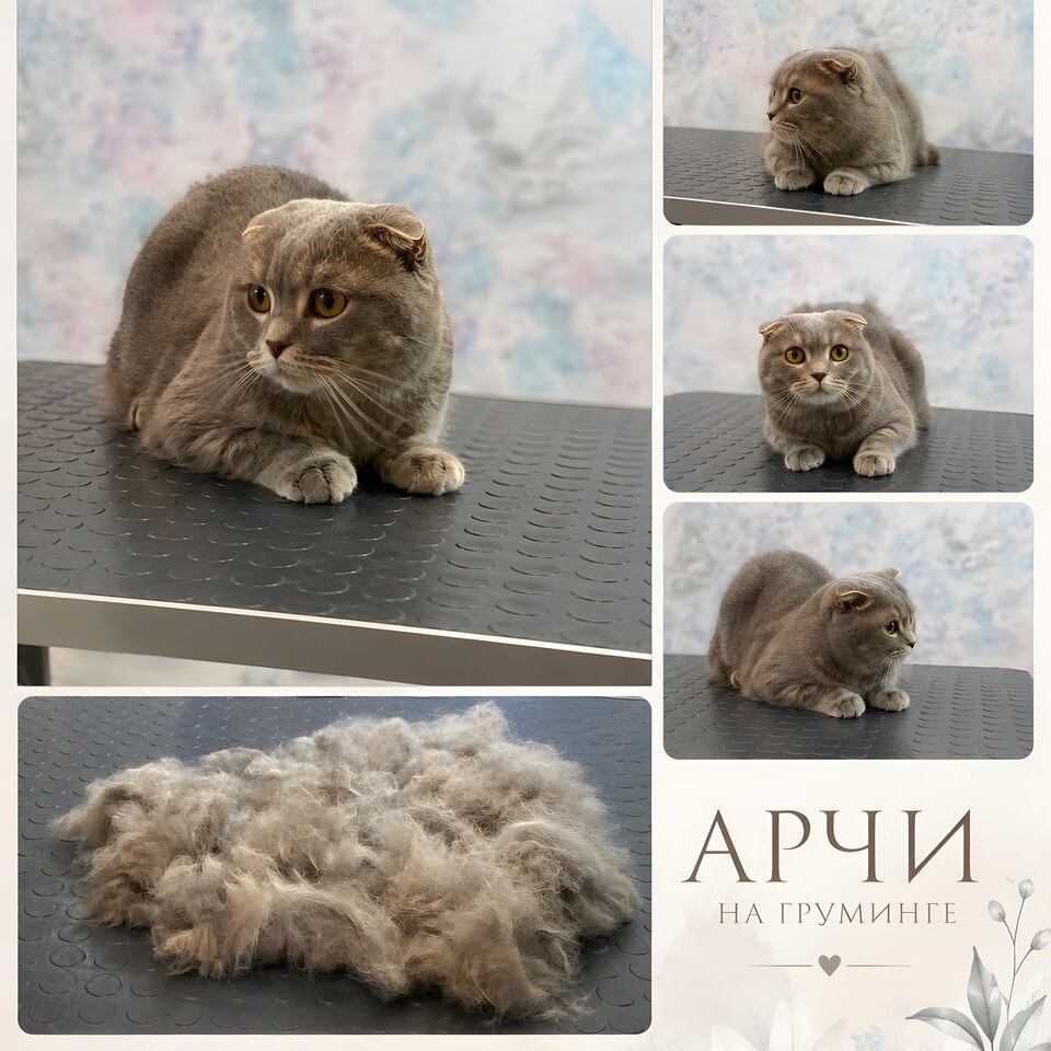 Коллаж с серым вислоухим котом после вычёсывания