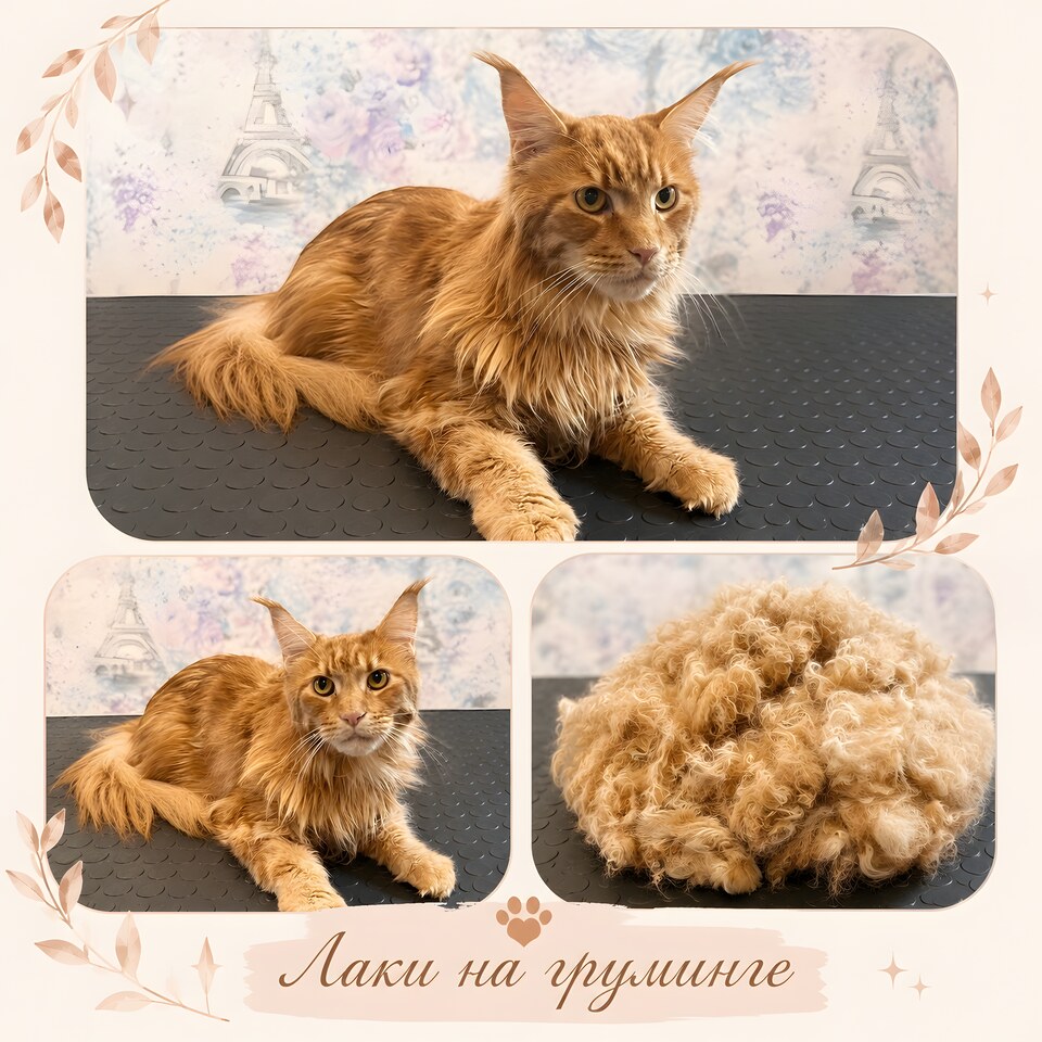 Коллаж с рыжим мейн-куном после вычёсывания